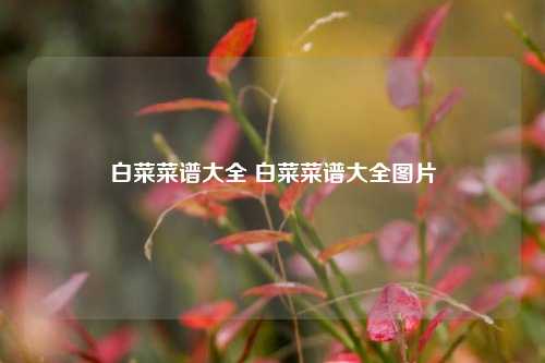 白菜菜谱大全 白菜菜谱大全图片